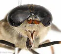 Hybomitra aurilimbus - photo 4