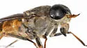 Hybomitra aurilimbus - photo 5