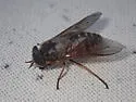 Hybomitra californica - photo 2