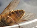 Hybomitra californica - photo 4