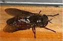 Hybomitra captonis