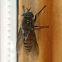Hybomitra captonis - photo 2