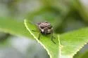 Hybomitra captonis - photo 4