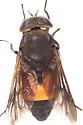 Hybomitra cincta