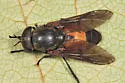 Hybomitra cincta - photo 2