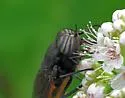 Hybomitra cincta - photo 4