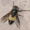 Hybomitra criddlei