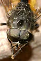Hybomitra criddlei - photo 2