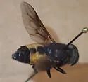 Hybomitra criddlei - photo 3