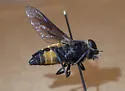 Hybomitra criddlei - photo 4