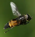 Hybomitra criddlei - photo 5