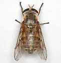 Hybomitra difficilis - photo 2