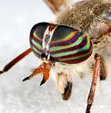 Hybomitra difficilis - photo 3