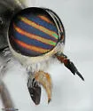 Hybomitra difficilis - photo 4