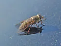 Hybomitra difficilis - photo 5