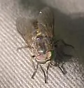 Hybomitra enigmatica - Hybomitra enigmatica