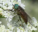 Hybomitra enigmatica - photo 4