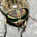Hybomitra epistates - Hybomitra epistates