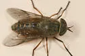 Hybomitra epistates - photo 3