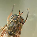 Hybomitra epistates - photo 4