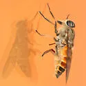 Hybomitra epistates - photo 5