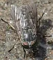 Hybomitra frontalis - Hybomitra frontalis
