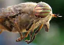 Hybomitra frontalis - photo 2