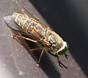 Hybomitra frontalis - photo 3