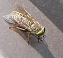 Hybomitra frontalis - photo 4