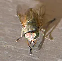 Hybomitra frontalis - photo 5