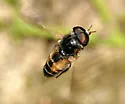 Hybomitra hinei - Hybomitra hinei
