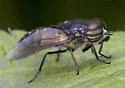 Hybomitra hinei - photo 2