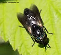 Hybomitra hinei - photo 3