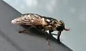 Hybomitra hinei - photo 4