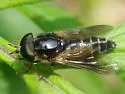 Hybomitra hinei - photo 5