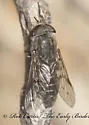 Hybomitra illota - Hybomitra illota