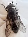 Hybomitra illota - photo 2