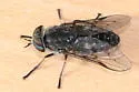 Hybomitra illota - photo 4