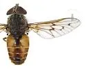 Hybomitra lasiophthalma