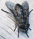 Hybomitra lasiophthalma - photo 2