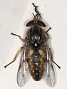 Hybomitra lurida - Hybomitra lurida