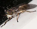 Hybomitra lurida - photo 2