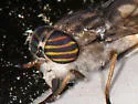 Hybomitra lurida - photo 3