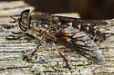 Hybomitra lurida - photo 4