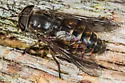 Hybomitra lurida - photo 5
