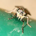 Hybomitra melanorhina