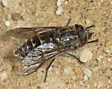 Hybomitra microcephala - photo 4