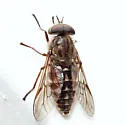 Hybomitra minuscula - Hybomitra minuscula