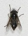 Hybomitra nigricans