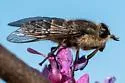 Hybomitra nigricans - photo 2